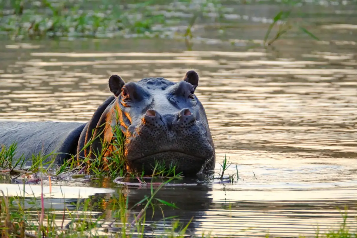 9 Days Botswana Delta Waters & Wildcats - Includes 2 Boat rides & Mokoro Ride